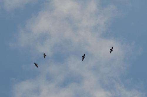 Ravens at Borrow Pit Meadows Apr 2022 by Glyn Jones