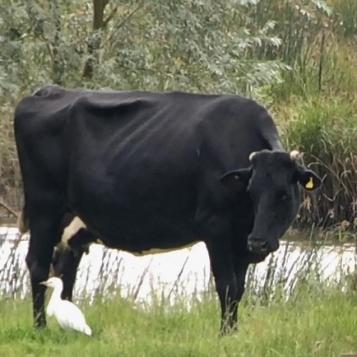 Cattle Egret at Elton Hall Flash Aug 2019 by Dave Winnington