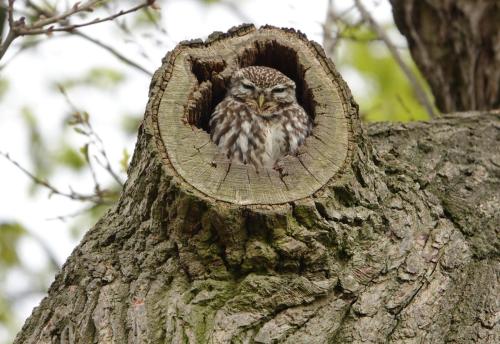 Little Owl Apri 2023 by Glyn Jones