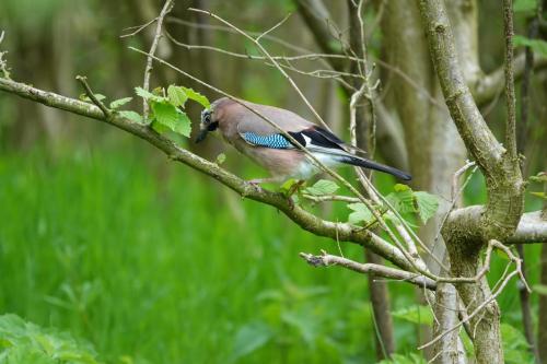 Jay May 2023 by Glyn Jones