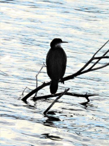 Shag on the River Dane at Congelton Sep 2020 by Nigel Henderson