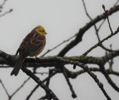 Yellowhammer at Bent Lane, Astbury Mar 2021 by Nigel Henderson