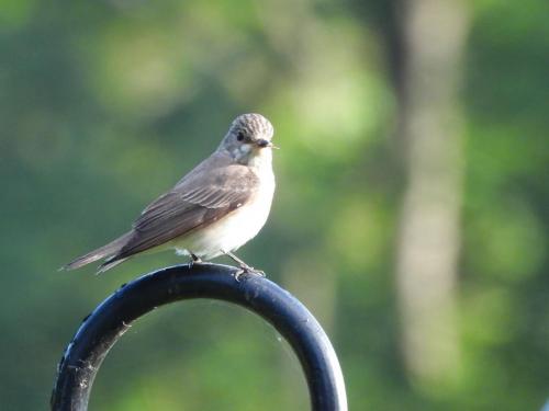 Spotted Flycatcher at Congleton Park Jun 2021 by Nigel Henderson