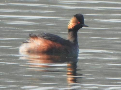 Black-necked-Grebe at Astbury Mere Mar 2022 by Nigel Henderson