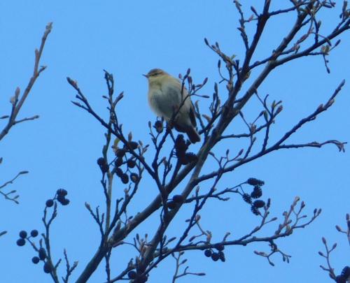 Willow Warbler at Borrow Pit Meadows. Apr 2024 by Glyn Jones