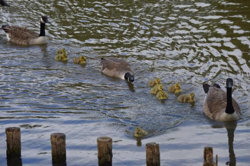 Canada Goose family May 20 by Glyn Jones