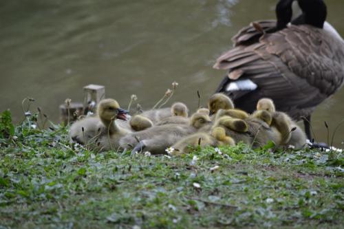 Canada Goose and goslings at Crewe Park, May 20 by Glyn Jones
