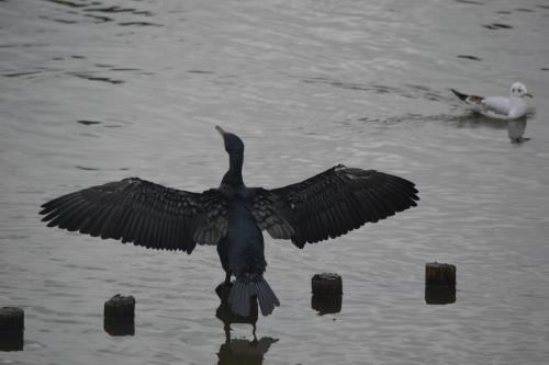 Cormorant at Queen's Park, Crewe Oct 2020 by Glyn Jones