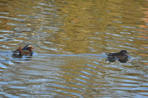 Mandarin at Queen's Park, Crewe Dec 2020 by Glyn Jones