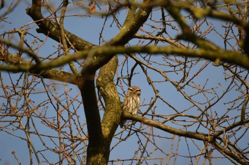 Little Owl at Queen's Park, Crewe Feb 2021 by Glyn Jones