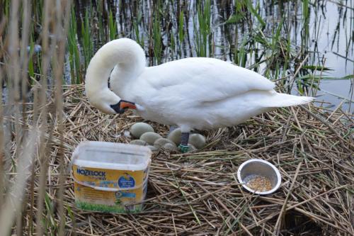 Mute Swan at Nantwich Lake Apr 2022 by Gkyn Jones