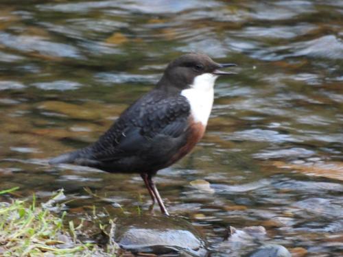 Dipper on the River Dane at Congelton Sep 2020 by Nigel Henderson