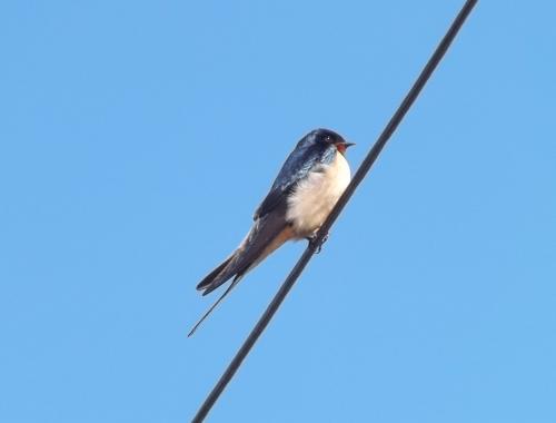 Swallow at Foden's Fam, Lapwing Lane Apr 2021 by Graham Jones