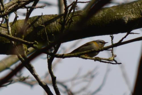 Firecrest at Quakers Coppice  Mar 2021 by Glyn Jones