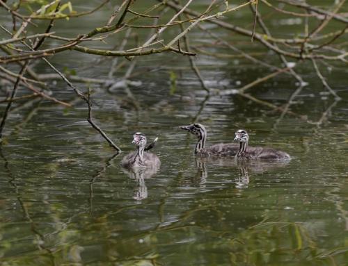 Great Crested Grebes at Rode Pool Aug 2015 by John Triner