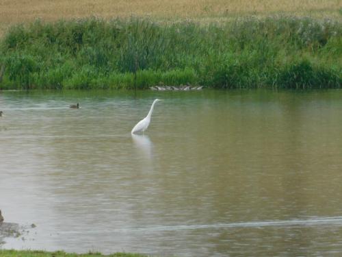 Great Egret at Pumphouse Flash Jul 2023 by Glyn Jones