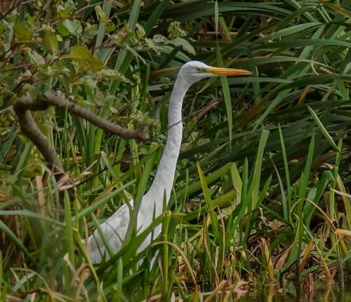 Great Egret at Rode Pool Oct 18 by John Triner
