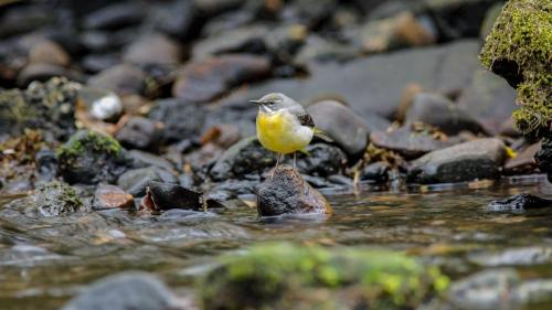 Grey Wagtail Mar 2017 by Graham Green