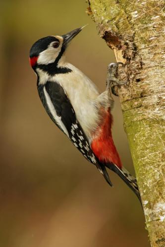 Great Spotted Woodpecker Mar 2012 by Granham Green