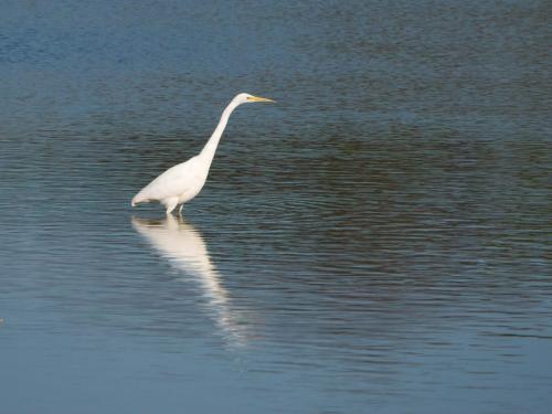 Great Egret, at Sandbach Flashes Apr 2021 by Mike Tonks