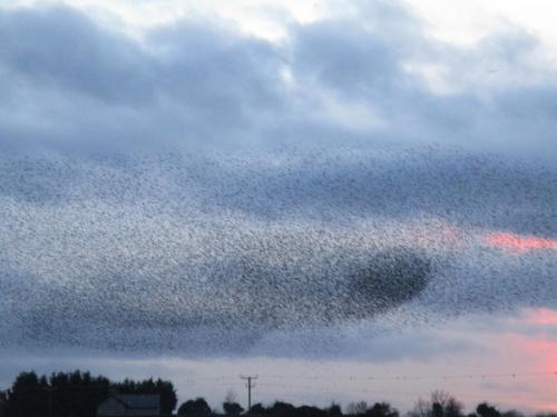 Starling murmuration at Whixall Moss Dec 2019 by Janet Roberts