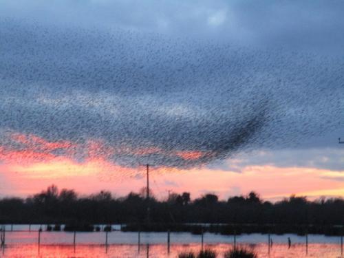 Starling murmuration at Whixall Moss Dec 2019 by Janet Roberts