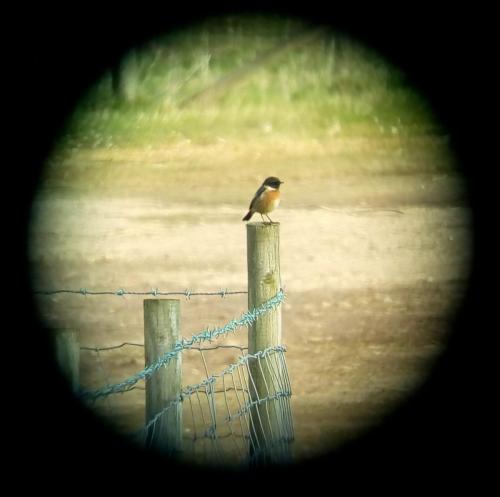 Stonechat at Doddington Pool Mar 2020 by Colin Lythgoe