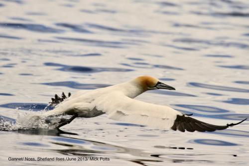 Gannet off Shetland Jun 2013 by Mick Potts