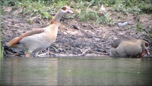 Egyptian Goose (plus Common Sandpiper) at Rode Pool Aug 2020 by Dave Winnington