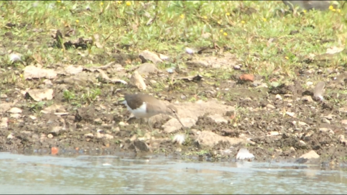 Common Sandpidper at Hancock's Flood Aug 2020 by Dave Winnington