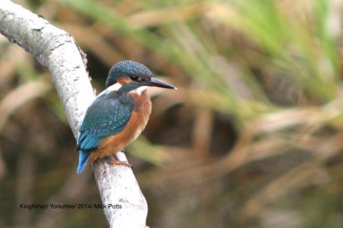 Kingfisher in Yorkshire 2014 by Mick Potts