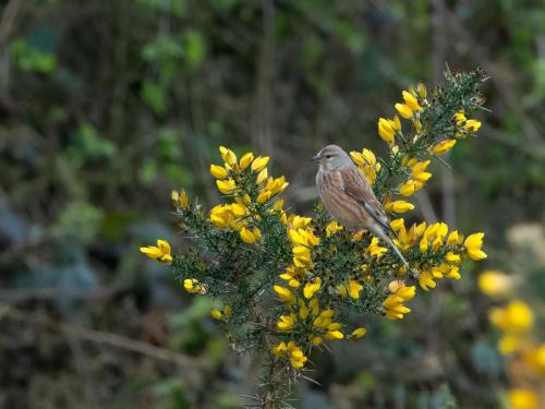 Linnet at Lea Forge Apr 2021 by Mike Tonks