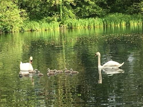 Mutes Swans at Lawton lake May 2019 by Dave Winnington