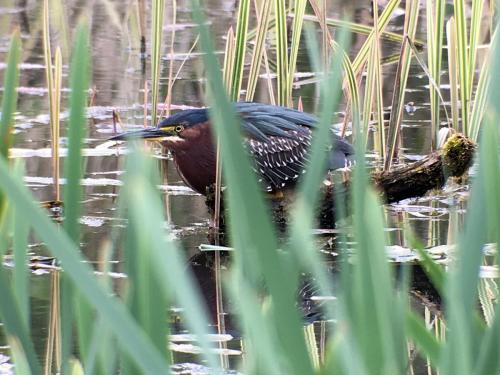 Green Heron at Pembrokeshire May 2018 by Mike Tonks