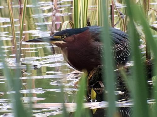 Green Heron at Pembrokeshire May 2018 by Mike Tonks