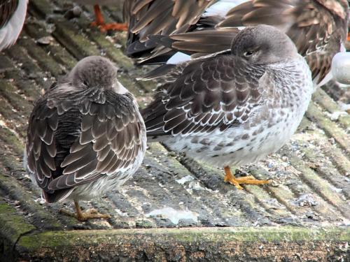 Purple Sandpiper at Wirral Mar 2018 by Mike Tonks