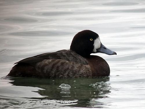 Scaup (female) at Wirral Mar 2018 by Mike Tonks