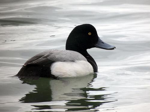 Scaup (male) at Wirral Mar 2018 by Mike Tonks