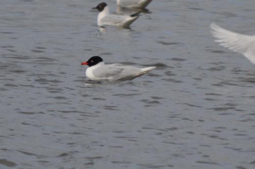 Med Gull at Nantwich Lake Mar 2021 by Glyn Jones