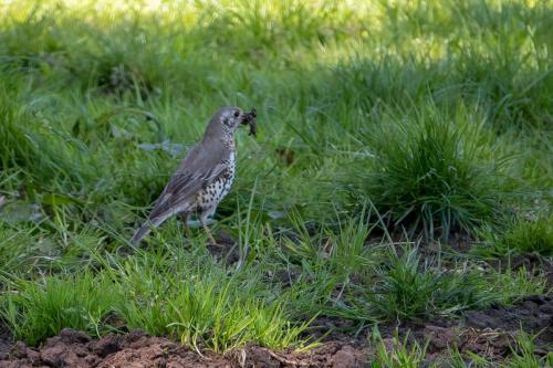 Mistle Thrush with food at Sandbach May 2020 by Mike Tonks