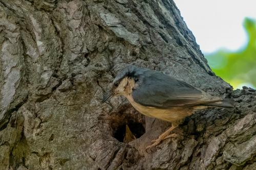 Nuthatch at nest hole in Lawton Woods May 2020 by Mike Tonks