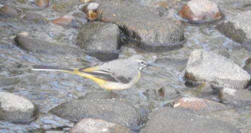 Grey Wagtail  on River Dane Apr 20 by Nigel Henderson