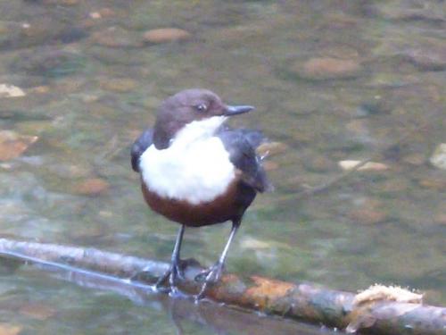Dipper at Congleton May 20 by Nigel Henderson