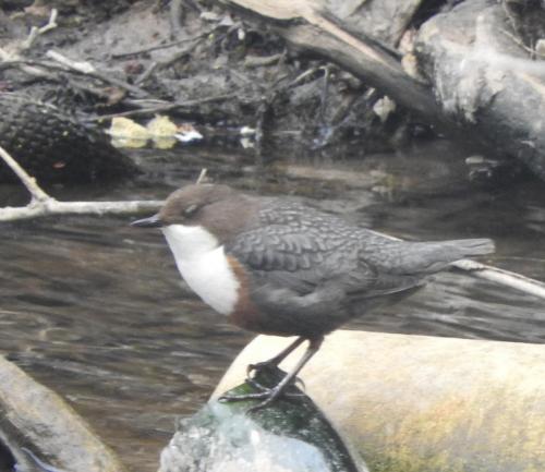 Dipper on River Dane Apr 20 by Nigel Henderson