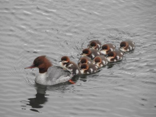 Goosander with 9 chicks of 10 Apr 20 by Nigel Henderson