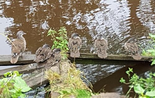 Mandarin, femail and five young at Congleton Park Jul 2020 by Pam Henderson