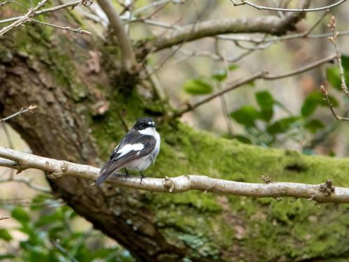 Pied Flycatcher at RSPB Coombes Valley Apr 2021 by Mike Tonks