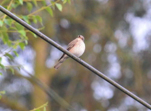 Spotted Flycatcher at Woore Jun 2018 by Peter Roberts