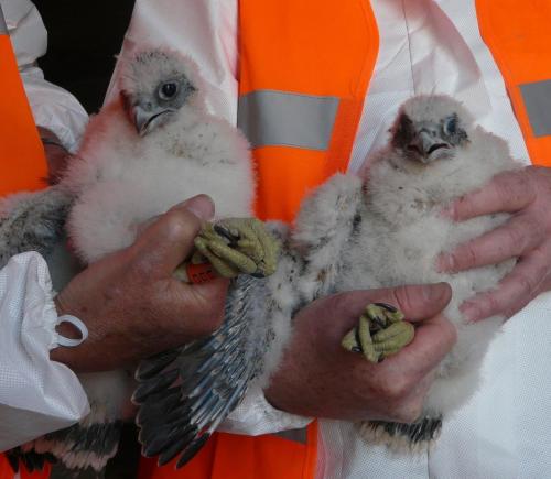 Peregerine ringing at Northwich May 2019  by Colin Lythgoe