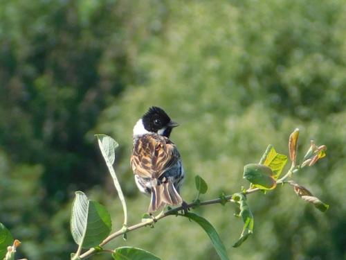 Reed Bunting at Welsh Frankton Jul 2020 by Glyn Jones